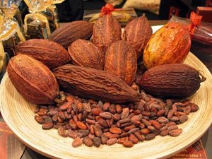 Cacao En Vilo Por Cambio Climático