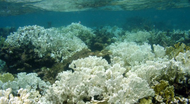 Cambio Climático Habría Emblanquecido A Los Arrecifes Coralinos Del Pacífico