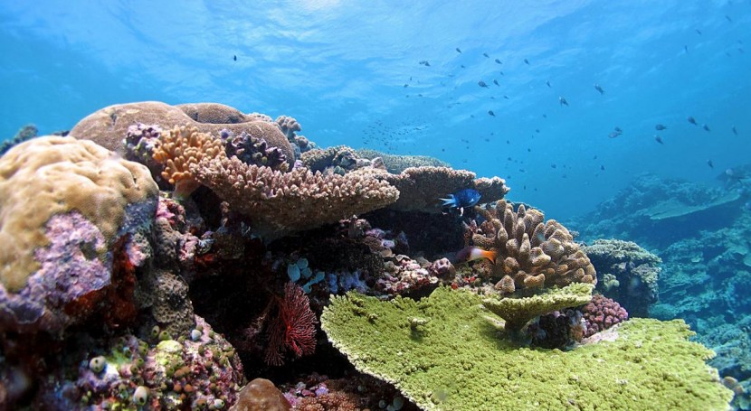 Los Corales Se Están Adaptando Al Cambio Climático