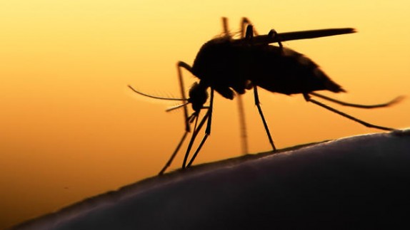 Los Expertos Del Mundo Advierten: El Cambio Climático Favorece La Propagación Del Virus Zika