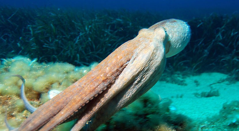 El Cambio Climático Y La Sobrepesca Aumentan La Proliferación De Cefalópodos