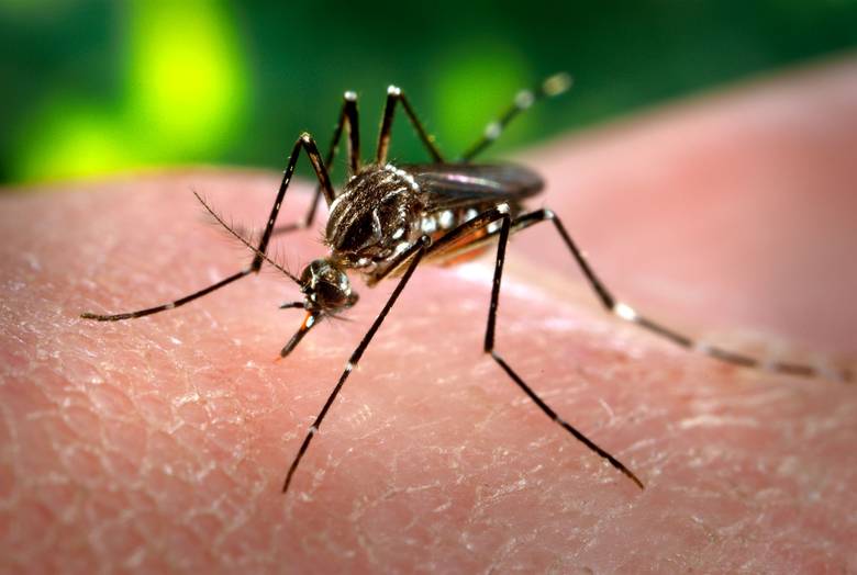 Pobreza Y Cambio Climático Aumentan Riesgo De Contraer Dengue Y Zika, Advierte La OPS