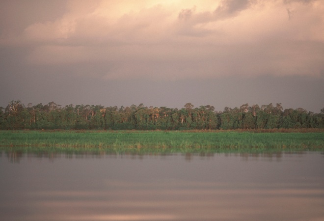 ¿Sobrevivirá La Amazonía Al Cambio Climático?