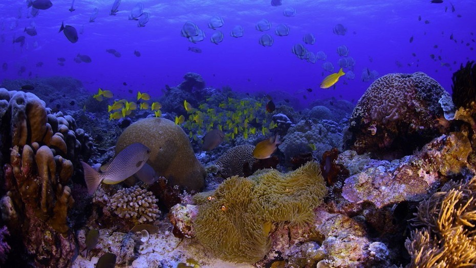 Alerta Mundial Por La Muerte De Corales